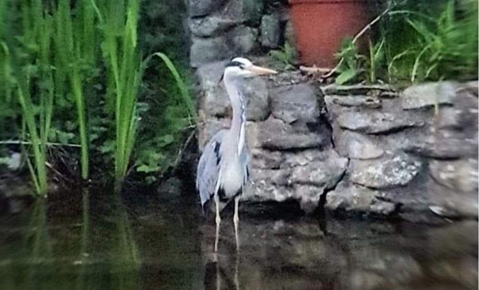 A Llangollen canal side view of a visiting Crane.